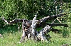 Driftwood after flooding on the Rhine bank in the Urdenbacher Kämpe nature reserve in Düsseldorf