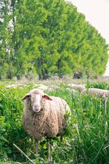 sheep grazing by the Rhine River