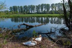 Swan swimming in a serene nature reserve