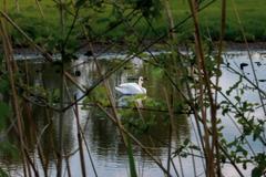 Swan on the Urdenbacher Altrhein