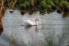 Swan on Urdenbacher Altrhein with shoreline foliage