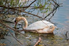 Swan in dense riverside thickets at Urdenbacher Altrhein