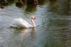 Swan in Urdenbacher Altrhein