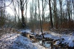 Urdenbacher Altrhein in winter with snow-covered landscape