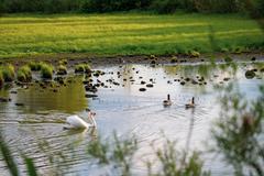 Urdenbacher Altrhein with swan and ducks