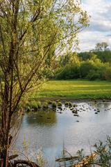 Urdenbacher Altrhein with a tree on the riverbank