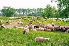 Flock of sheep at the riverside in Urdenbacher Kämpe