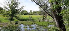 Nature reserve along Altrhein in Düsseldorf/Mohnheim