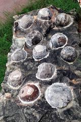 Fossilized dinosaur eggs at Indroda Fossil Park