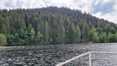 Coniferous forest in the Vosges