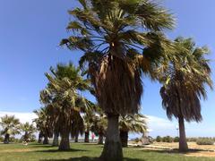 Foro Italico garden in Palermo