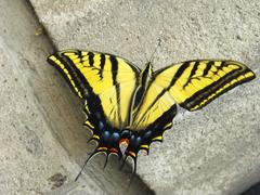 Butterfly in the garden of La Bombilla - Mexico DF