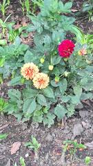 yellow and pink Dahlia flowers at Parque La Bombilla