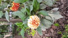 orange dahlia flower at Parque de la Bombilla