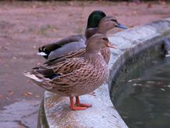 Fountain with ducks at Parc de la Devesa in Girona