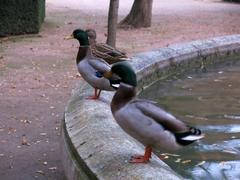 fountain in Parc de la Devesa, Girona, with ducks in the foreground