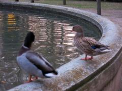 fountain and ducks in Parc de la Devesa, Girona