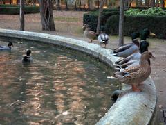 Fountain with ducks in Parc de la Devesa, Girona