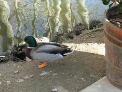 duck in Devesa park