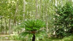 Els Jardins de la Devesa with towering plane trees in Girona