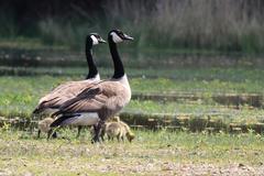 Canada geese with their goslings keeping an eye on their surroundings in a nature reserve