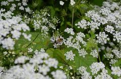 Bee on white flowers collecting nectar