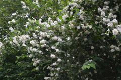 Flowering bush with white flowers