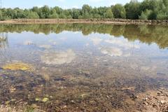 Uferbereich einer Kiesgrube im Naturschutzgebiet Am Ginsterpfad in Köln mit hunderten Kaulquappen