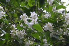 Cherry blossoms on a tree