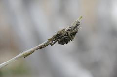 Web-spinning moth caterpillars in trees along the Rhine flood zone