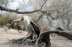 Trees covered with webbing from ermine moths in nature reserve Rheinaue Langel-Merkenich