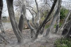 Trees covered with webworms in the nature reserve Rheinaue Langel-Merkenich