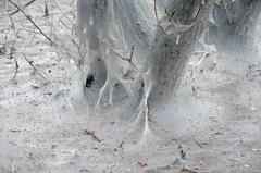 Trees covered in web of ermine moths at the nature reserve 'Rheinaue Langel-Merkenich' in Cologne.