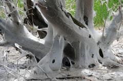 Trees covered in webbing from ermine moths in the nature reserve Rheinaue Langel-Merkenich in Cologne, NRW