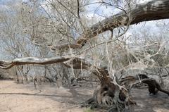 trees covered with webbing moths in the Rheinauen Langel-Merkenich nature reserve