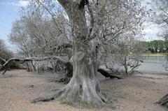 Trees covered with the webs of ermine moths in the nature reserve Rheinaue Langel-Merkenich in Cologne