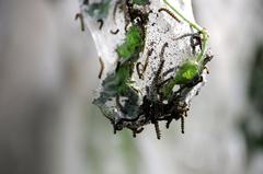 Caterpillars of a webbing moth in trees of a floodplain area