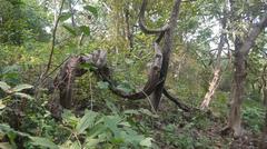 Landscape view of Tungareshwar Wildlife Sanctuary with lush green trees