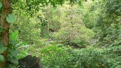 Tungareshwar Wildlife Sanctuary landscape