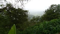 Tungareshwar Wildlife Sanctuary lush greenery