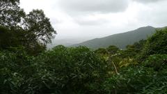 lush greenery in Tungareshwar Wildlife Sanctuary