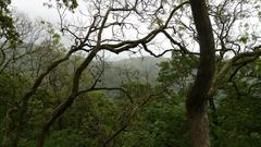 Tungareshwar Wildlife Sanctuary scenic view