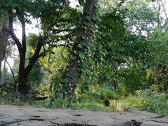 Tungareshwar Wildlife Sanctuary landscape