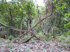 Tungareshwar Wildlife Sanctuary landscape