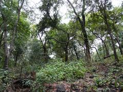 Tungareshwar Wildlife Sanctuary landscape