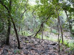 Tungareshwar Wildlife Sanctuary landscape