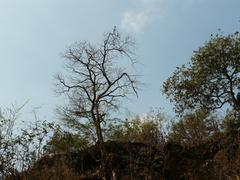 Tungareshwar Wildlife Sanctuary lush green landscape