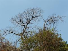 Tungareshwar Wildlife Sanctuary landscape