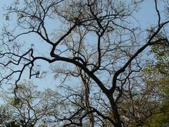 Tungareshwar Wildlife Sanctuary landscape