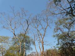 Scenic landscape of Tungareshwar Wildlife Sanctuary with verdant greenery and a clear sky